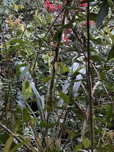 Pitcairnia lehmannii, photograph 4