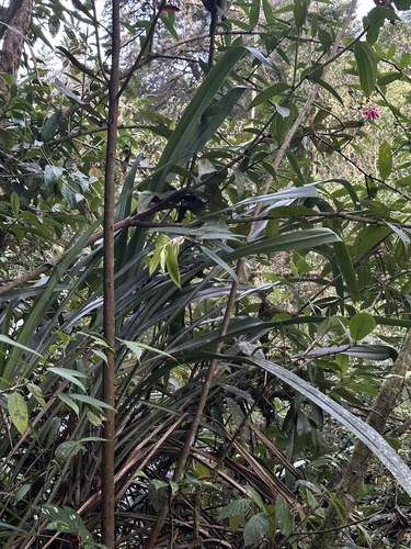 Pitcairnia lehmannii, photograph 5