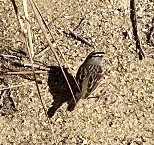 iNaturalist observation photo of White-crowned Sparrow