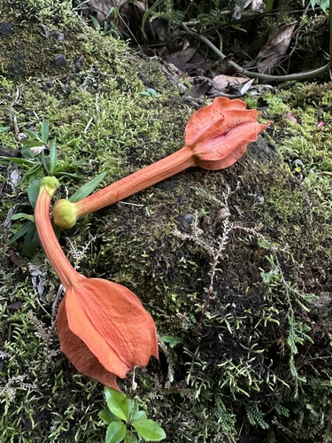 Passiflora parritae