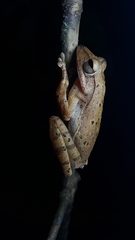 Polypedates discantus