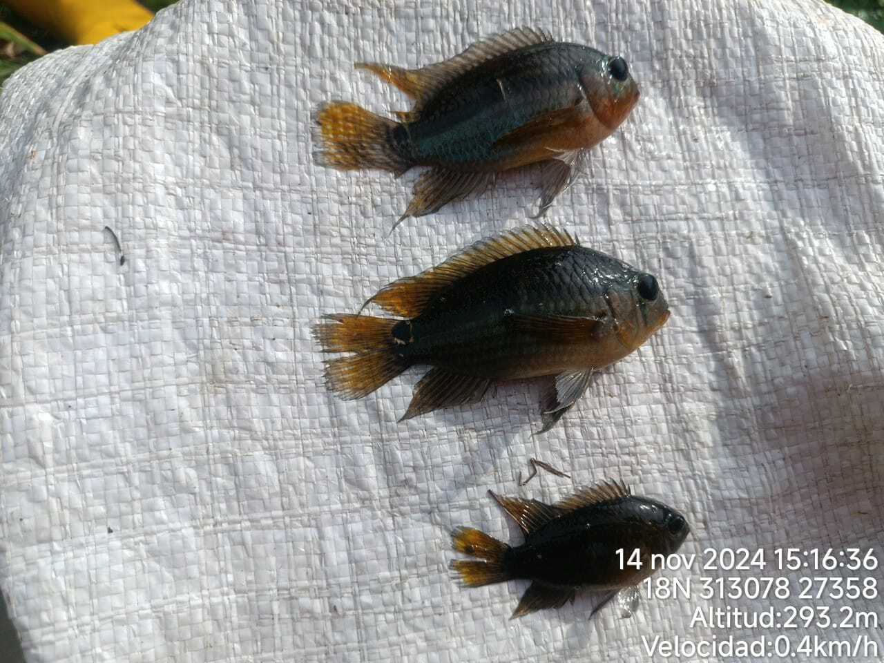 Black Acara photo 6