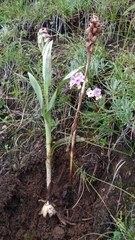 Dactylorhiza hatagirea