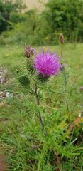Cirsium vulgare