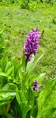 Dactylorhiza hatagirea