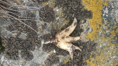 Dactylorhiza hatagirea