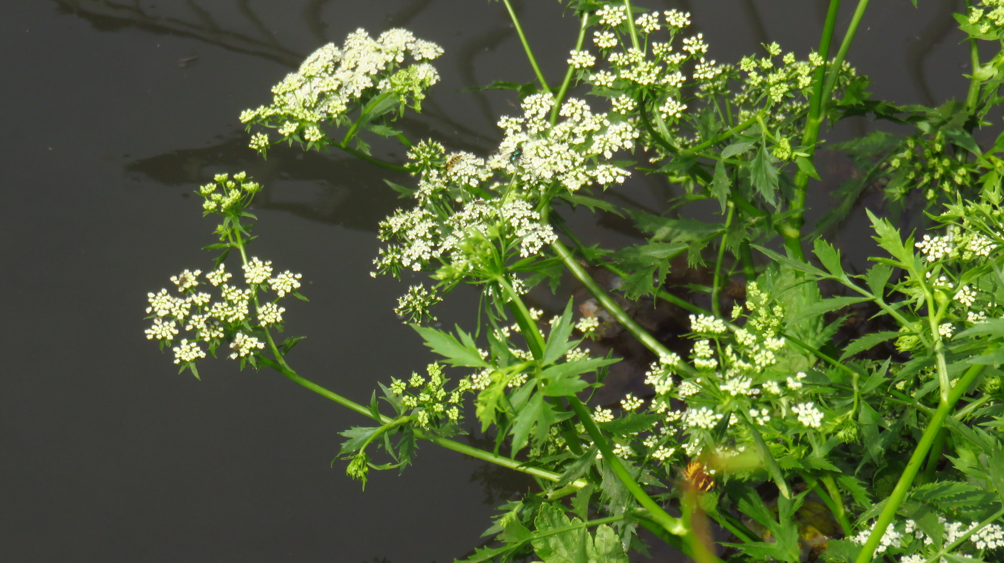 Berula erecta