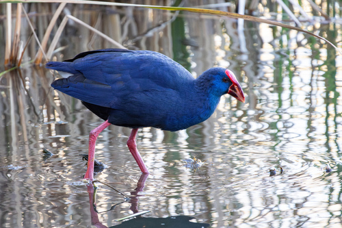 Calamón común (Porphyrio porphyrio)