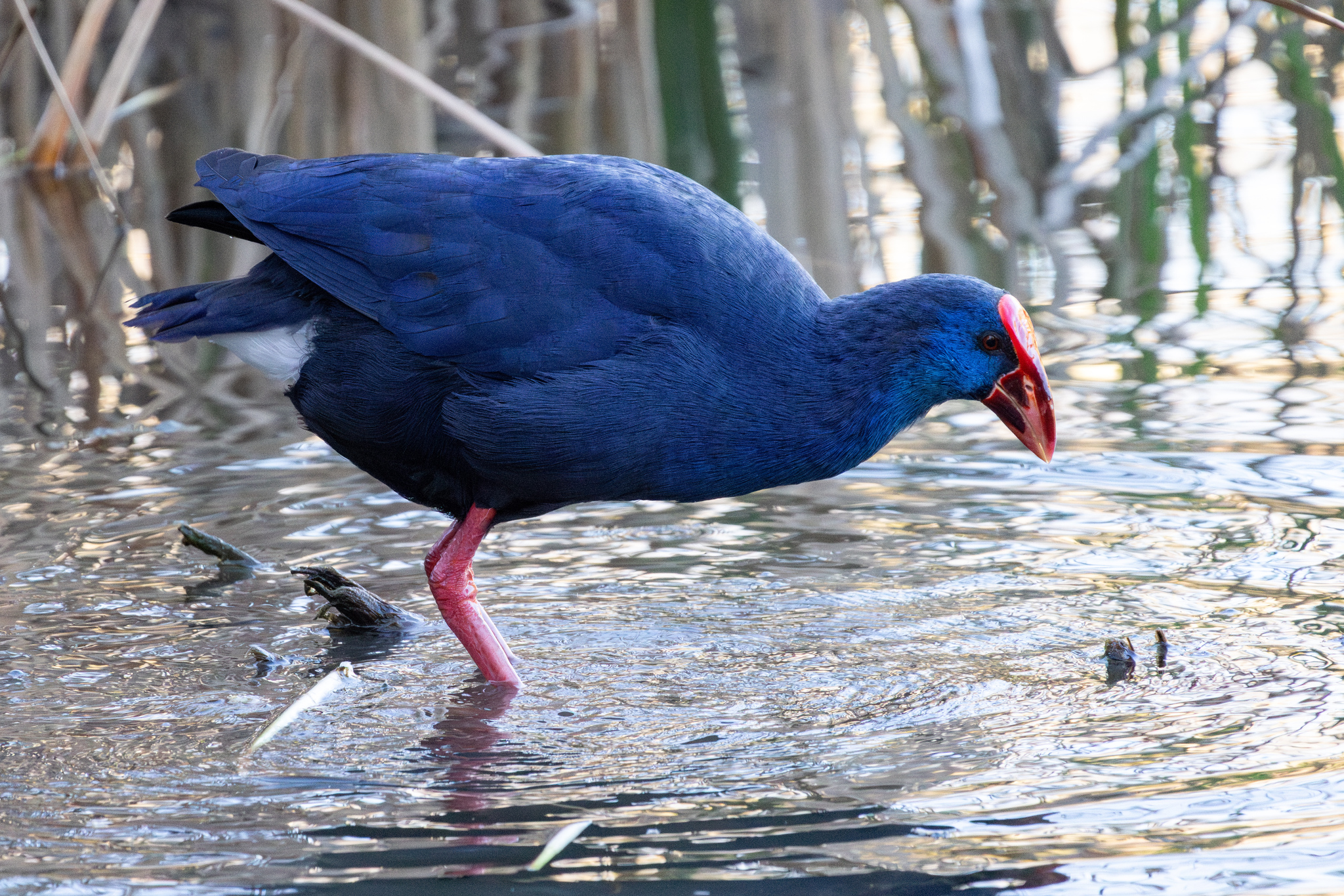 Western Swamphen (Porphyrio porphyrio)