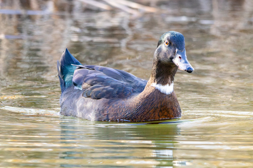 Mallard × Muscovy Duck