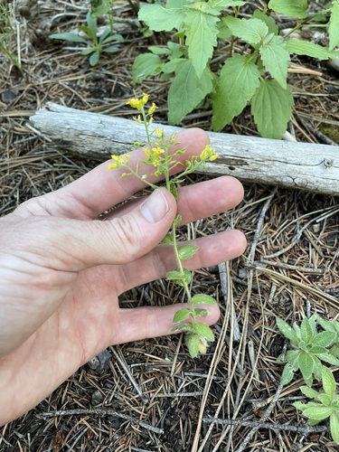 Heller's Draba (Draba helleriana)