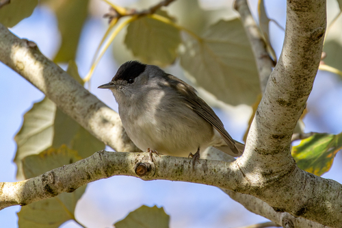 Curruca capirotada (Sylvia atricapilla)