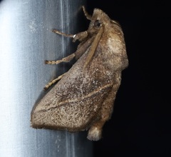 Quasithosea obliquistriga