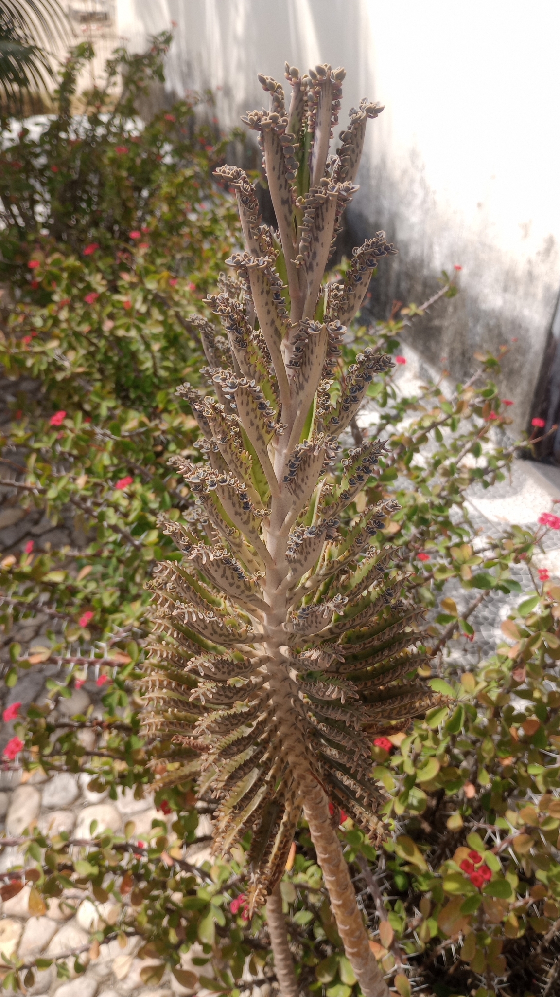 Kalanchoe houghtonii