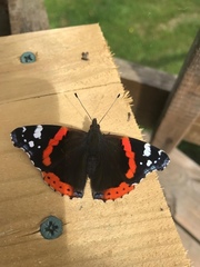 Vanessa atalanta