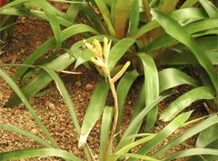Guzmania dissitiflora