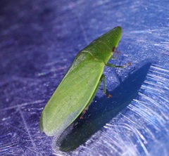 Petalocephala rubromarginata