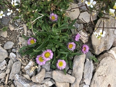 Erigeron alpinus