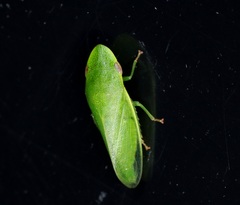 Petalocephala