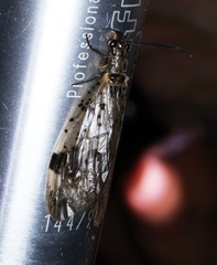 Neochauliodes bowringi