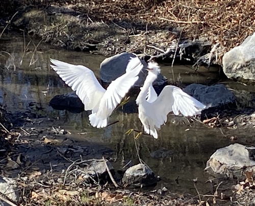 iNaturalist observation photo of Snowy Egret