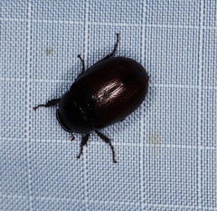 Apogonia cribricollis