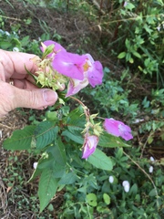 Impatiens glandulifera