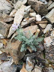 Oxytropis arctica murrayi