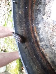 Limax maximus
