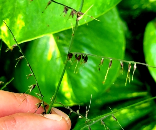 Oplismenus compositus observed 2025-01-09