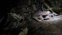 Leptobrachium hendricksoni