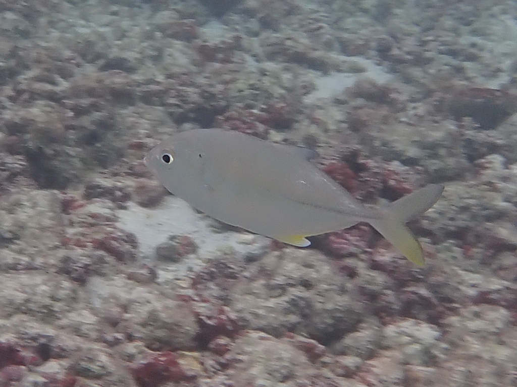 Bigeye trevally