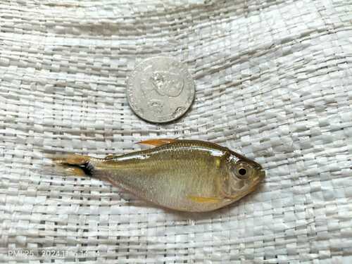 Jupiaba asymmetrica
