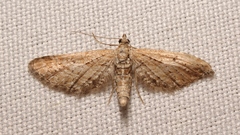 Eupithecia scopariata