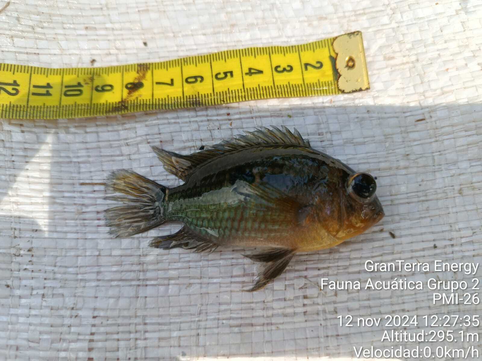 Black Acara photo 7