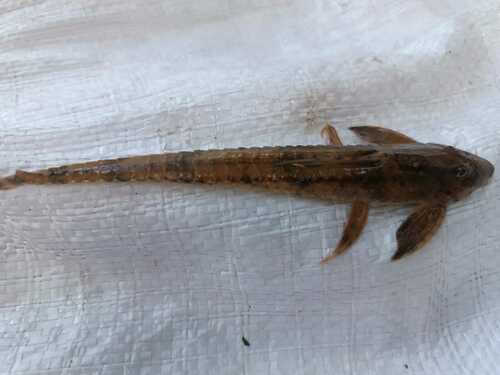 Common whiptail catfish (Loricaria simillima) — Loricariidae — 4