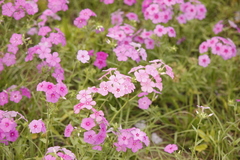 Phlox drummondii image