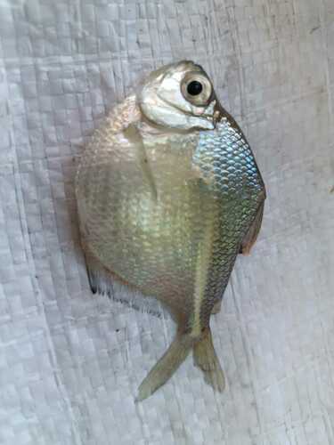 Silver dollar tetra (Poptella compressa) — Characidae — 5