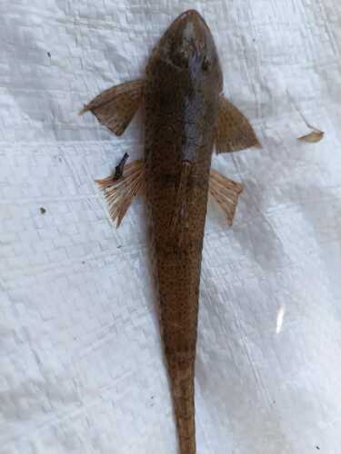 Knife whiptail catfish (Pseudohemiodon lamina) — Loricariidae — 2