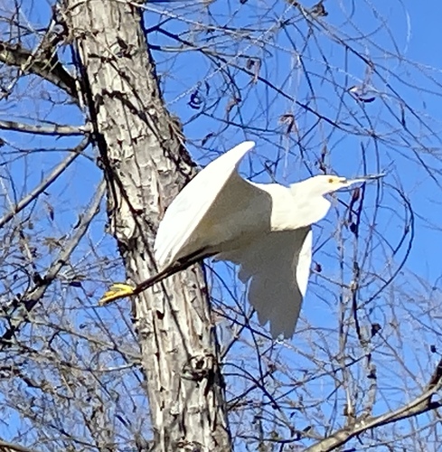 iNaturalist observation photo of Snowy Egret
