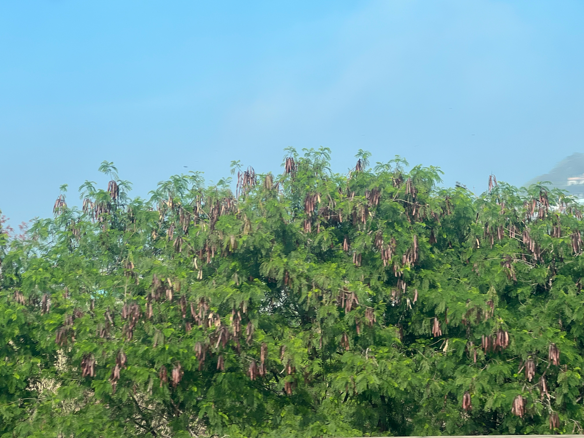 Leucaena leucocephala