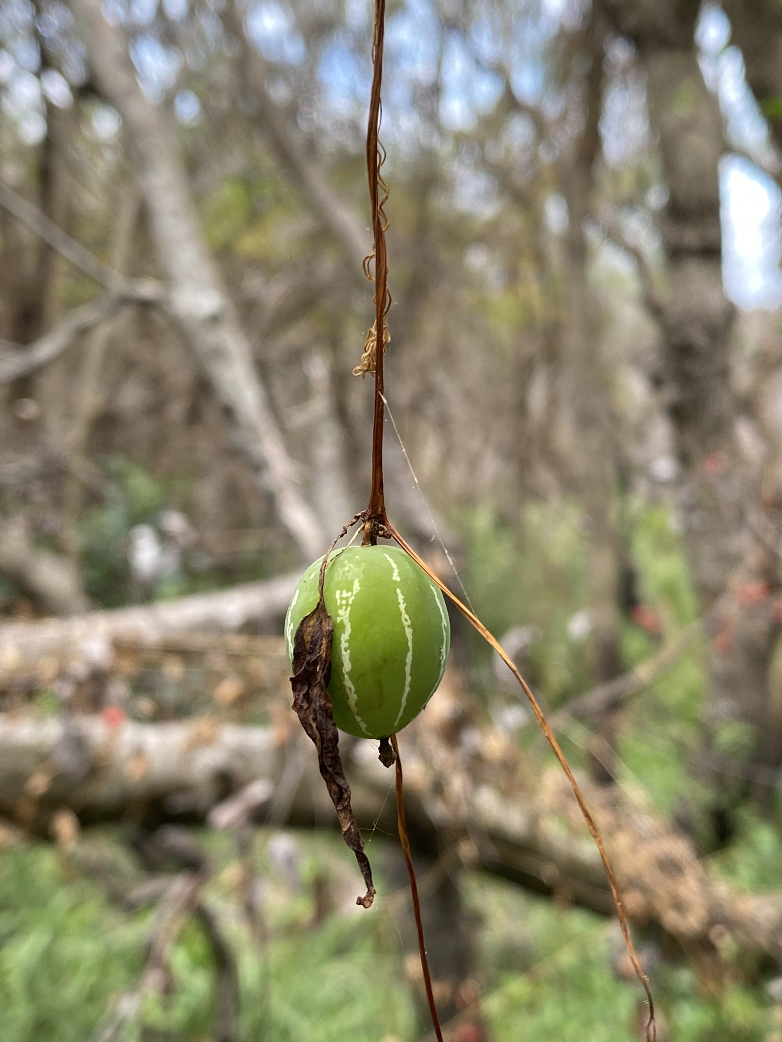 Imagem de Melancia-de-papagaio