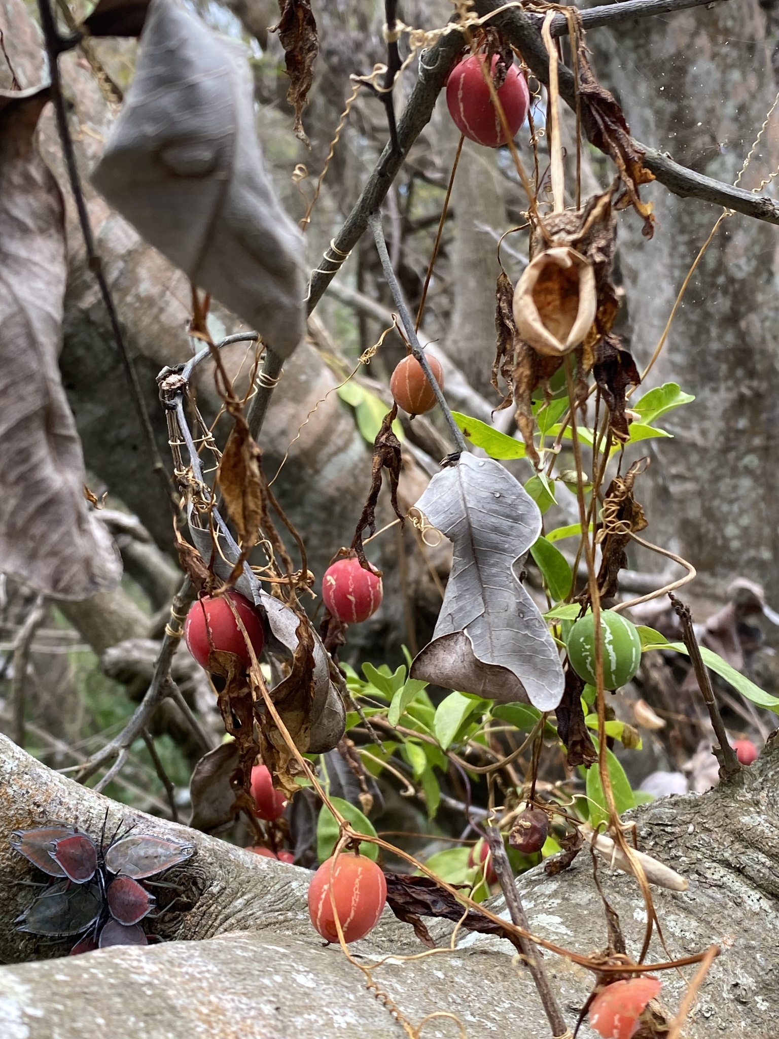 Imagem de Melancia-de-papagaio