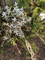 Cerastium tomentosum