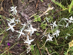 Cerastium tomentosum