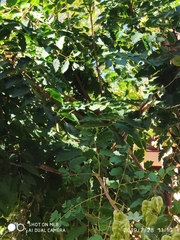 Koelreuteria paniculata