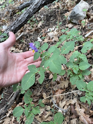 Image of Solanum stoloniferum by (c) Martin Purdy, some rights reserved (CC BY)