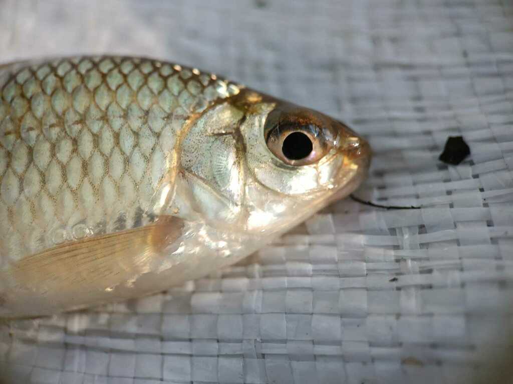 Boehlke's curimata (Pseudocurimata boehlkei) — Curimatidae