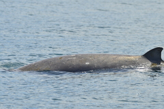 Gray's Beaked Whale photo 2