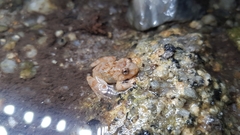 Limnonectes deinodon